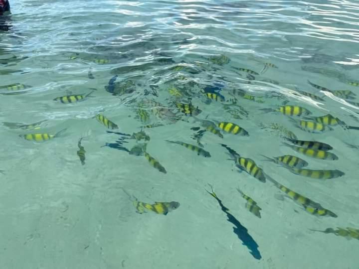 Dalum Beachhouse ピピ島 エクステリア 写真